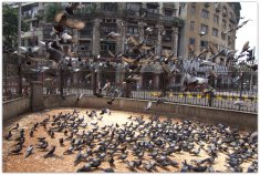 Mumbai : Pigeons being fed